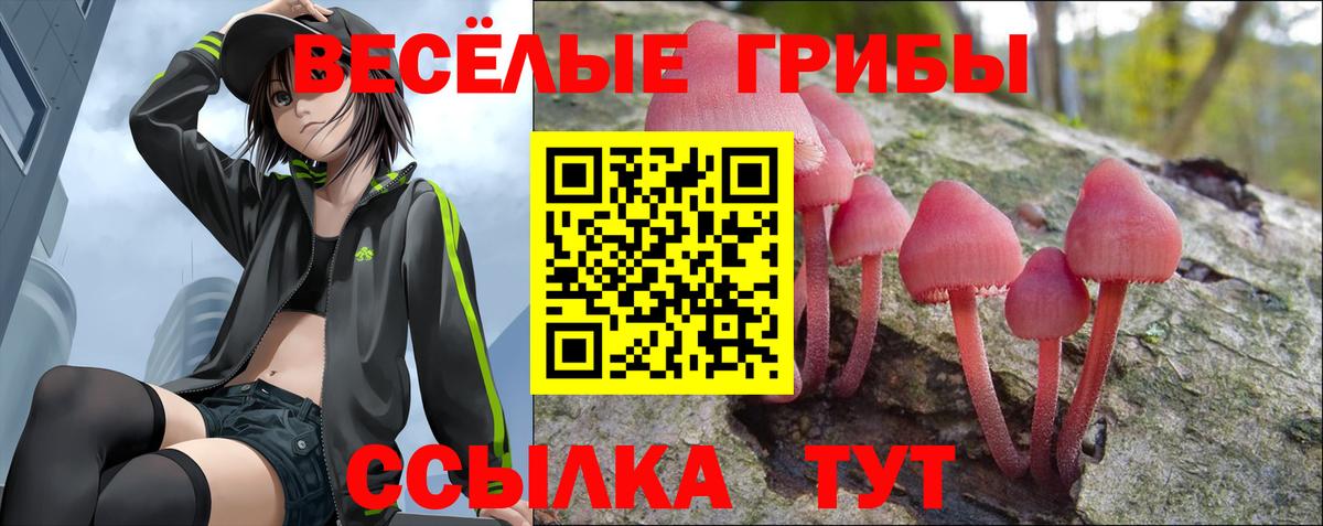 Псилоцибиновые грибы Psilocybine cubensis Конаково